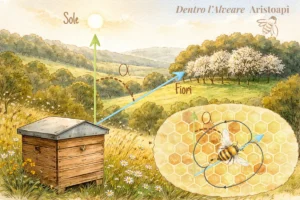 Come ape codifica direzione fiori angolo danza rispetto sole schema