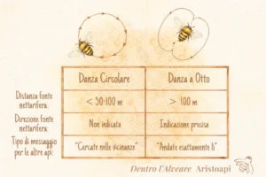 Confronto danza circolare vs danza a otto api differenze schema