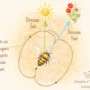 Danza delle api waggle dance schema angolo direzione distanza fiori