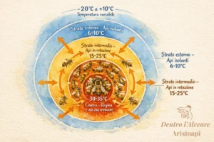 Schema temperature glomere api - centro 35°C strati esterni più freddi per isolare